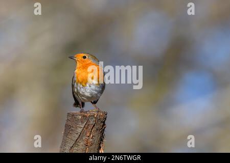 Robin eurasiatico, Erithacus rubecula, arroccato su un tronco d'albero, inverno, vista frontale, guardando a sinistra. Foto Stock