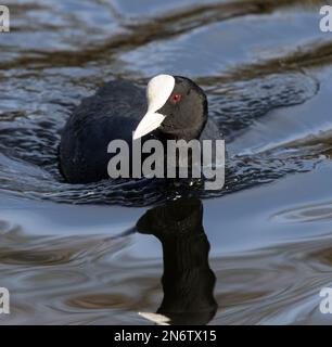 Il Coot è più grande del suo parente comune, il Moorhen. Il becco bianco prominente e lo scudo frontale e l'occhio rosso li rendono piuttosto distintivi. Foto Stock