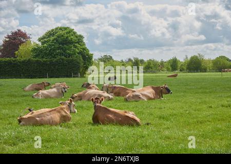 Mucche brune che pascolano in un prato, che si deposita Foto Stock