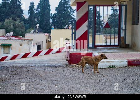 Un cane senza casa in una strada marocchina Foto Stock