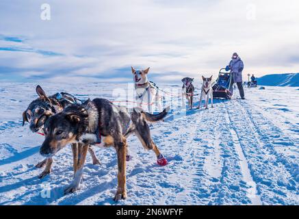 Musher dietro la slitta con cani da slitta sulla neve in inverno Foto Stock
