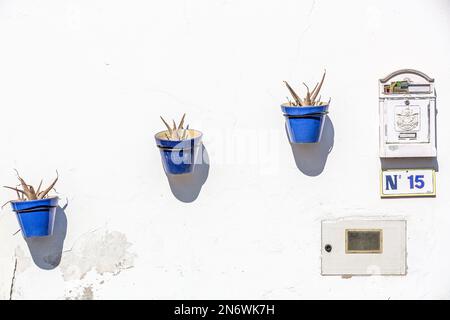 Tre fiori blu vaso su una parete bianca. Casella della lettera. Ajuy, Fuerteventura. Foto Stock