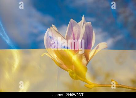 Doppia esposizione di fiore magnolia fioritura e bandiera Ucraina blu e giallo. Sostenere l'Ucraina. Gratitudine per il sostegno dell'Ucraina da parte della comunità mondiale Foto Stock