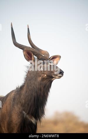 Ritratto di un nayala in una buca d'acqua in Sudafrica Foto Stock