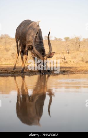 Ritratto di un nayala in una buca d'acqua in Sudafrica Foto Stock