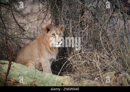 Leone maschile giovanile in tarda serata in Sud Africa Foto Stock