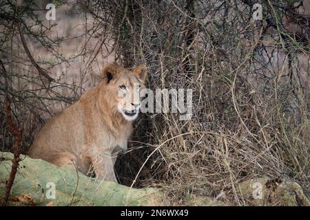 Leone maschile giovanile in tarda serata in Sud Africa Foto Stock