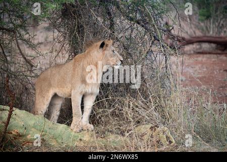 Leone maschile giovanile in tarda serata in Sud Africa Foto Stock
