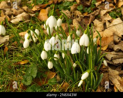 Snowdrops in un bosco di impostazione Foto Stock