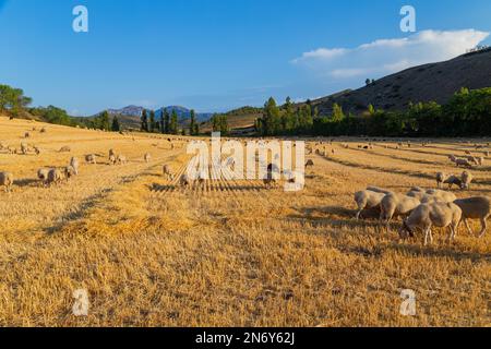 Pecore pacificamente pacificamente nelle montagne dei Paesi Baschi. Spagna Foto Stock