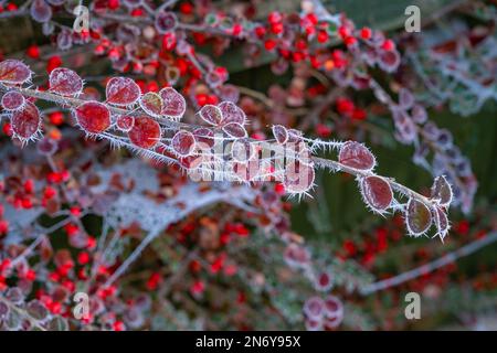 Gelate sulle foglie rosse su un Cotoneaster Foto Stock