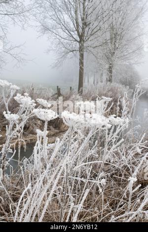 Prezzemolo di vacca congelato lungo il fiume cherwell nella campagna dell'oxfordshire. Somerton, Oxfordshire, Inghilterra Foto Stock