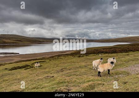 Riserva di Cow Green, Upper Teesdale Foto Stock