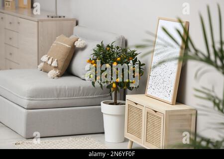 Albero di kumquat in vaso sul pavimento in soggiorno. Design degli interni Foto Stock