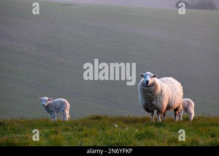 Un pecora e due agnelli su Ebsbury Hill vicino a Great Wishford nel Wiltshire. Foto Stock