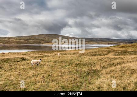 Riserva di Cow Green, Upper Teesdale Foto Stock