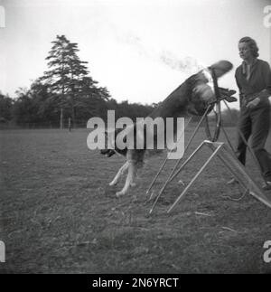 1964, storico, fuori in un campo, ad una dimostrazione di addestramento del cane, un cane, forse un pastore tedesco, saltando attraverso un cerchio di fuoco, guardato dalla sua padrona di donna, Inghilterra, Regno Unito. Foto Stock