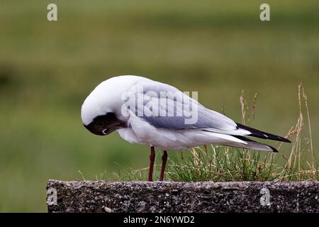 Gabbiano dalla testa nera (Chromicocephalus ridibundus) arroccato su un muro di pietra Foto Stock