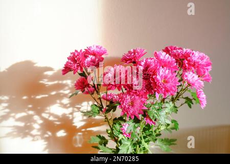 Bouquet di crisantemi rosa fiori alla luce del sole attraverso la parete bianca. Disegno di cartolina. Spazio di copia. Arredamento interno, concetto regalo Foto Stock