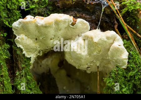 Il corpo fruttifero del fungo Root Rot (Heterobasidion annosum) che cresce sul lato di un vecchio ceppo di albero in un bosco misto nel Somerset del Nord, Inghilterra. Foto Stock