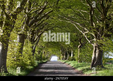 Un viale di faggi sulla Howfare Road a Knowle Hill, a sud di Broad Chalke nel Wiltshire. Foto Stock
