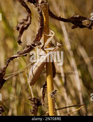 Un colpo verticale di una mantide in preghiera su una pianta. Foto Stock