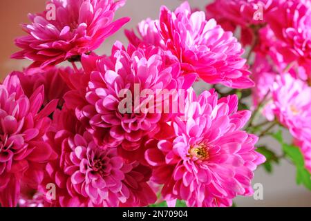 bouquet di fiori rosa crisantemo primo piano. Sfondo floreale. Disegno di cartolina. Spazio di copia Foto Stock