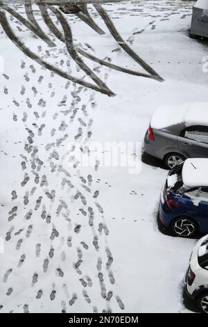 Le automobili e il pavimento di asfalto sono coperti di neve. Ci sono molti footprints e tracce di pneumatico sulla neve. Foto Stock