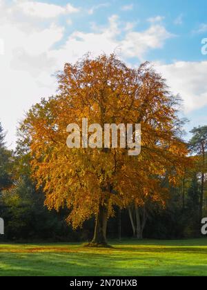 Dondolo appeso ad un albero dorato di colore arancione in un luminoso giorno d'autunno Foto Stock