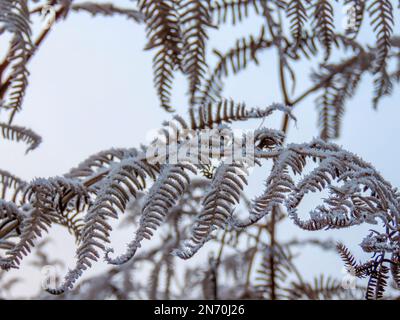 gelate su fronde di felce brune in una fredda giornata invernale Foto Stock