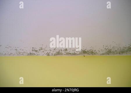 Stampo nero nell'angolo del soffitto bianco attraverso la parete gialla. Muffa in appartamento. Umidità nella stanza Foto Stock
