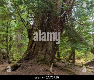 Antico cedro rosso occidentale, Isola di Lyell, Haida Gwaii, BC Foto Stock