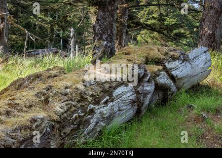 Palo totem coperto di muschio che giace a terra, K'uuna Llnagaay (Skedans) Gwaii Haanas, BC Foto Stock