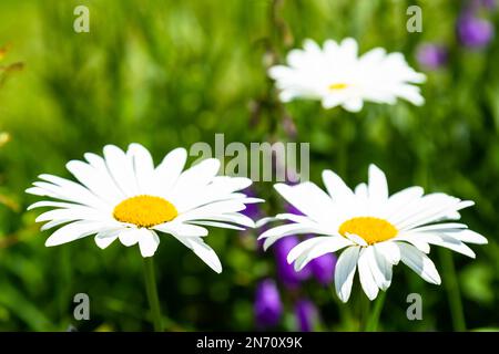 Fiori in un giardino francese, molto di colore estivo Foto Stock