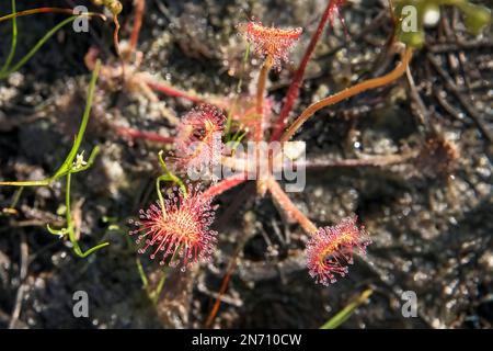 Rugiada in foglie rotonde (Drosera rotundifolia), Gwaii Haanas, Haida Gwaii, BC Foto Stock