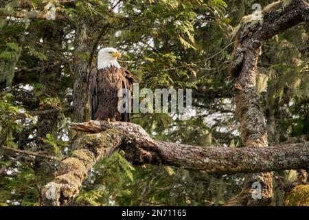 Aquila calva adulta (Haliaeetus leucocephalus) seduta su un ramo di abete Sitka, Burnaby Narrows, Gwaii Haanas, Haida Gwaii, BC Foto Stock