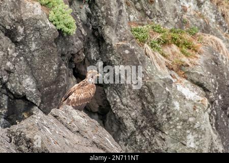 Aquila calva giovanile (Haliaeetus leucocephalus), Isole Gordon, Haida Gwaii, BC Foto Stock