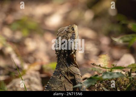 Femmina acqua orientale Dragon Foto Stock