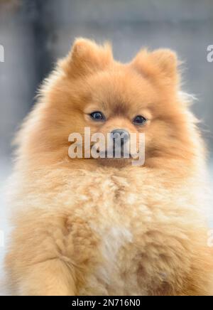 Primo piano Ritratto di un cane Pomerano Foto Stock