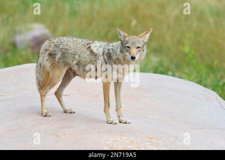 Kojote (Canis latrans) su pietra Foto Stock