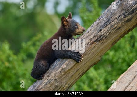 Orso nero (Ursus americanus), cucciolo che sale sul tronco dell'albero Foto Stock