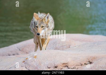 Kojote (Canis latrans) su pietra Foto Stock