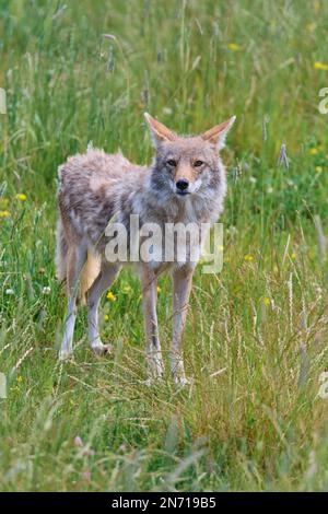 Kojote (Canis latrans), in prato Foto Stock