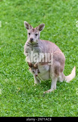 Wallaroo comune (Macropus robusta), con giovani in stagno Foto Stock