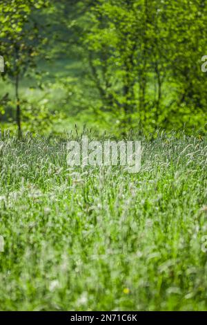 Erbette verdi bagnate con gocce di pioggia in primavera Foto Stock