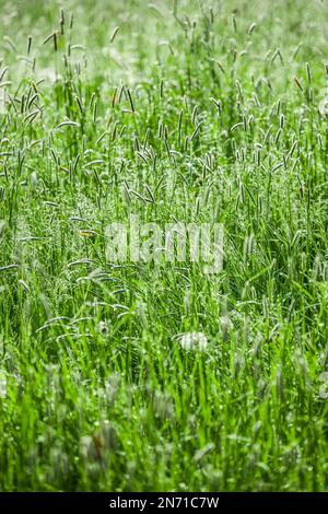 Erbette verdi bagnate con gocce di pioggia in primavera Foto Stock