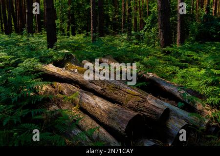 Vecchi tronchi di alberi si trovano in una foresta, intera foresta è cresciuto con felce Foto Stock