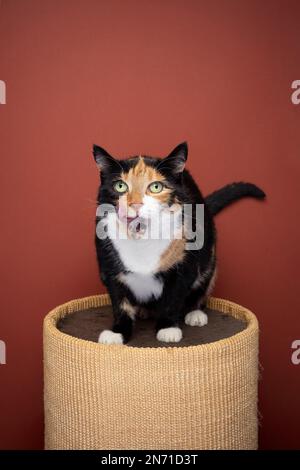 gatto calico sovrappeso in piedi sul sisal scratching barile leccando labbra che guardano affamati Foto Stock