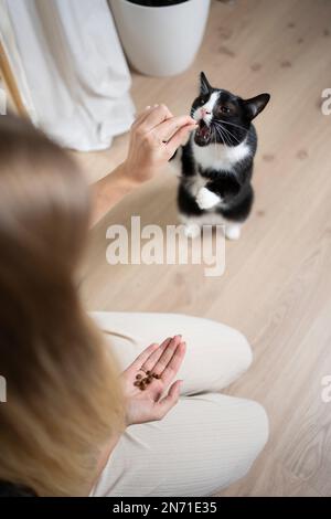 vista ad angolo alto del padrone di un animale domestico femmina che allatta il gatto tuxedo con spuntino secco. gatto affamato allevare fino a raggiungere trattare. Foto Stock