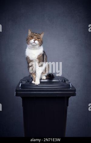 gatto seduto sul thrashcan per rifiuti residui su fondo grigio in cemento con spazio copia. immagine concettuale per l'inquinamento da lettiere di gatti minerali Foto Stock